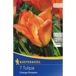 Tulpen »Orange Emperor«, 7 Stück