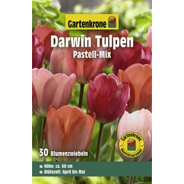 Tulpen »Pastell-Mix«, 30 Stück
