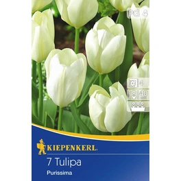 Tulpen »Purissima«, 7 Stück