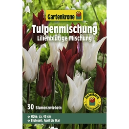 Tulpen »Rot-Weiß-Mix«, 30 Stück