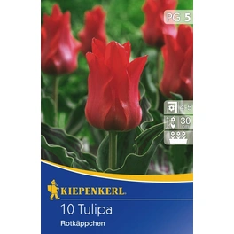 Tulpen »Rotkäppchen«, 10 Stück