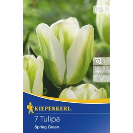 Tulpen »Spring Green«, 7 Stück