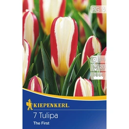 Tulpen »The First«, 7 Stück