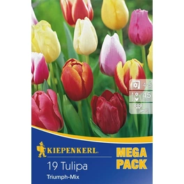 Tulpen »Triumph-Mix«, 19 Stück