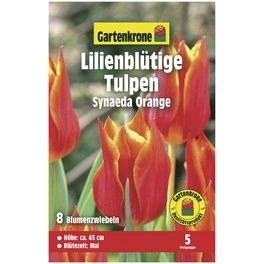 Tulpen X hybrida Tulipa »Synaeda«
