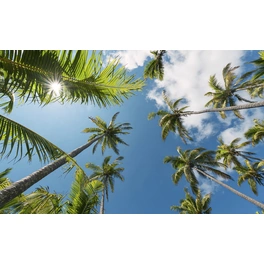 Vliestapete »Coconut Heaven II «, Breite 450 cm, seidenmatt