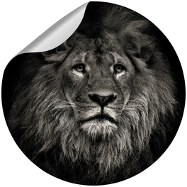 Vliestapete »Lion«, Tiermotiv, Löwe, grau/weiß, matt