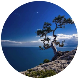 Vliestapete »Runde Vliestapete«, Baum am Meer blauer Himmel, mehrfarbig, matt
