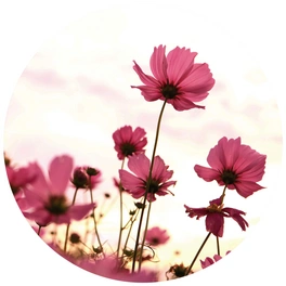 Vliestapete »Runde Vliestapete«, Blumen Pinke Kosmeen, mehrfarbig, matt