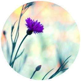 Vliestapete »Runde Vliestapete«, Bravin Luminous lila Blume, mehrfarbig, matt