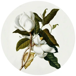 Vliestapete »Runde Vliestapete«, Ehret Botanik Magnolie Vintage, mehrfarbig, matt