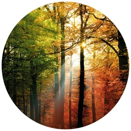 Vliestapete »Runde Vliestapete«, Goldener Herbst Natur Wald, mehrfarbig, matt