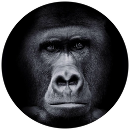 Vliestapete »Runde Vliestapete«, Gorilla Safari schwarz Affe, mehrfarbig, matt