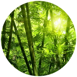 Vliestapete »Runde Vliestapete«, grün Bambus Wald Sonnenschein, mehrfarbig, matt