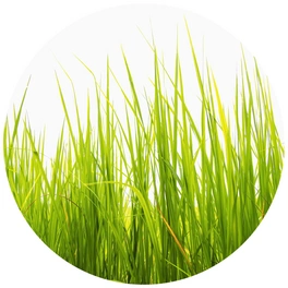 Vliestapete »Runde Vliestapete«, Hohes Gras grüne Wiese Küche, mehrfarbig, matt