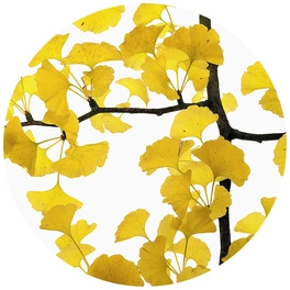 Vliestapete »Runde Vliestapete«, Kadam Ginko Baum Gelbe, mehrfarbig, matt