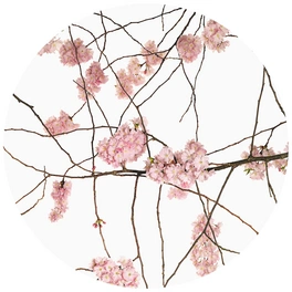 Vliestapete »Runde Vliestapete«, Kadam Japanische Kirschblüten, mehrfarbig, matt