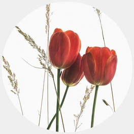 Vliestapete »Runde Vliestapete«, Kadam Rote Tulpene, mehrfarbig, matt