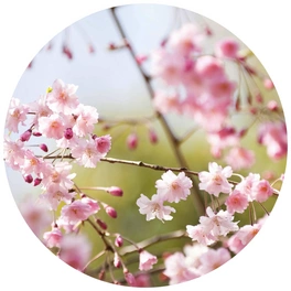 Vliestapete »Runde Vliestapete«, Kirschbaum Blüten Rosa, mehrfarbig, matt