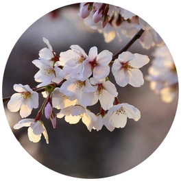 Vliestapete »Runde Vliestapete«, Kirschblüten Baum Knospen, mehrfarbig, matt