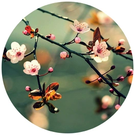 Vliestapete »Runde Vliestapete«, Kirschblüten Blumen Knospen, mehrfarbig, matt