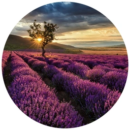 Vliestapete »Runde Vliestapete«, Lavendel Acker lila Landschaft, mehrfarbig, matt