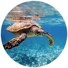 Vliestapete »Runde Vliestapete«, Schildkröte Ozean Badezimmer, mehrfarbig, matt