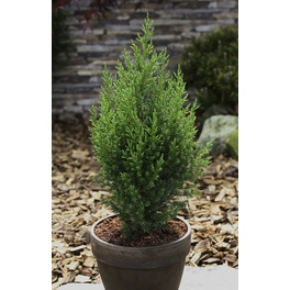 Wacholder, Juniperus chinensis »Stricta«, immergrün