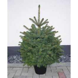 Weihnachtsbaum, Blaufichte, Picea pungens glauca, im Topf, Höhe: 40 - 60 cm