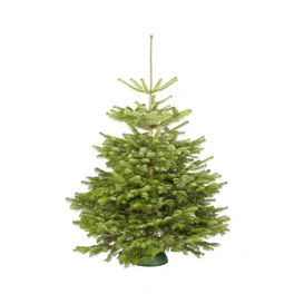 Weihnachtsbaum, Nordmanntanne, 100 - 125 cm