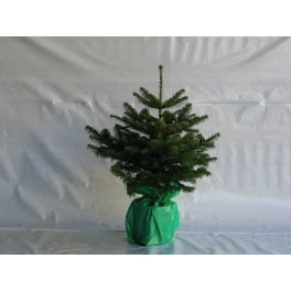 Weihnachtsbaum, Nordmanntanne, Abies nordmanniana, im Topf, Höhe: 40 - 60 cm