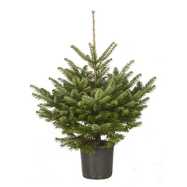 Weihnachtsbaum, Nordmanntanne, Abies nordmanniana, im Topf, Höhe: 80 - 100 cm