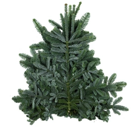 Weihnachtsdeko, 5 kg Schnittgrün Nobilis
