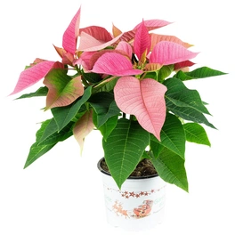 Weihnachtsstern, Euphorbia, Blütenfarbe: rosa