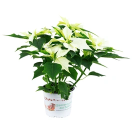 Weihnachtsstern, Euphorbia pulcherima, Blütenfarbe: weiß