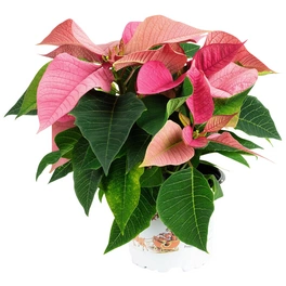 Weihnachtsstern, Euphorbia pulcherrima, Blütenfarbe: weiß