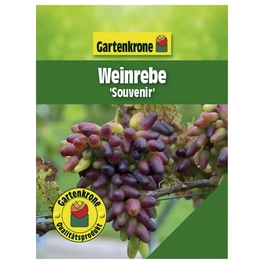 Weinrebe, Vitis vinifera »Souvenir« Blüten: creme, Früchte: rot, essbar