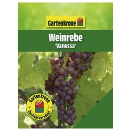 Weinrebe, Vitis vinifera »Vanessa« Blüten: creme, Früchte: rot, essbar