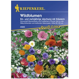 Wildblumenmischung, Samen, Blüte: mehrfarbig
