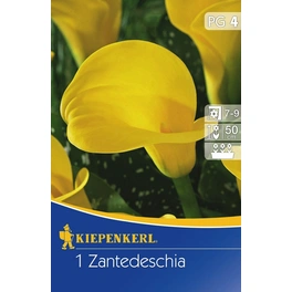 Zantedeschia »gelb«, 1 Stück
