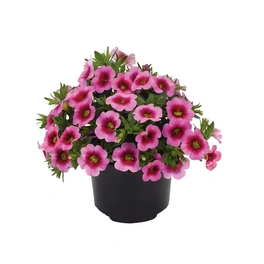 Zaubergloeckchen, Calibrachoa Hybriden »Conga Pink Kiss«, Blüte: pink, einfach