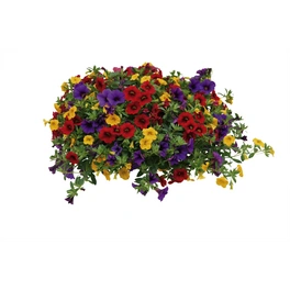 Zaubergloeckchen, Calibrachoa Hybriden »Quintett«, Blüte: mehrfarbig, einfach