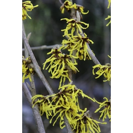 Zaubernuß, Hamamelis intermedia »Arnold Promise«, Blätter: grün, Blüten: goldgelb