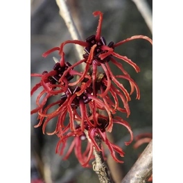 Zaubernuß, Hamamelis intermedia »Diane«, Blätter: grün, Blüten: rot