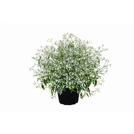 Zauberschnee, Euphorbia hypericifolia »Diamond Frost«, Blüte: weiß, einfach