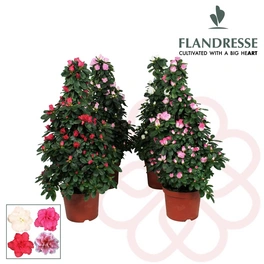 Zimmer-Azalee, Rhododendron simsii, bunt, Höhe: 55 - 65 cm