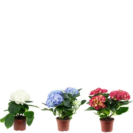 Zimmerpflanze, 3er Set Bauernhortensie - Hydrangea macrophyll - Höhe ca. 20 cm, Topf-Ø 10 cm