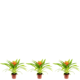 Zimmerpflanze, 3er-Set Grünlilie - Höhe ca. 30 cm, Topf-Ø 9 cm - Guzmania Ritmo