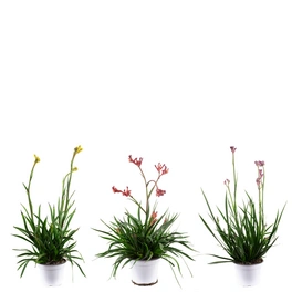 Zimmerpflanze, 3er-Set Kängurublume - Höhe ca. 40 cm, Topf-Ø 14 cm - Anigozanthos Flavida