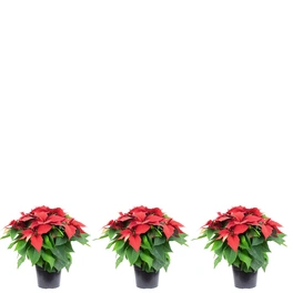 Zimmerpflanze, 3er-Set Weihnachtsstern - Höhe ca. 50 cm, Topf-Ø 17 cm - Euphorbia pulcherrima